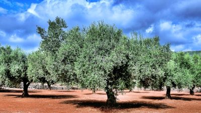 Türkiye’de 167 milyon zeytin ağacı var