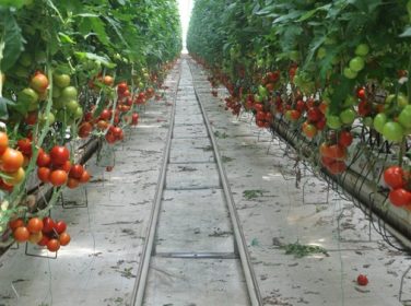 Rusya ile anlaşmaya varıldı, domates izni için et alınacak