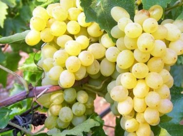 Fiyat 4 TL’de tutundu, üretici ‘kötünün iyisi’ dedi